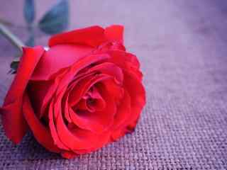 情人节一朵红玫瑰