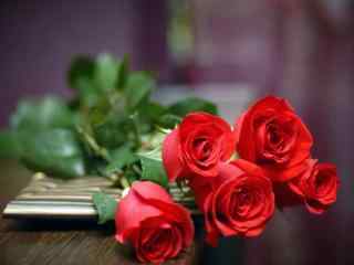 情人节红玫瑰唯美图片