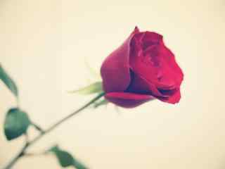 情人节一朵红玫瑰桌面壁纸