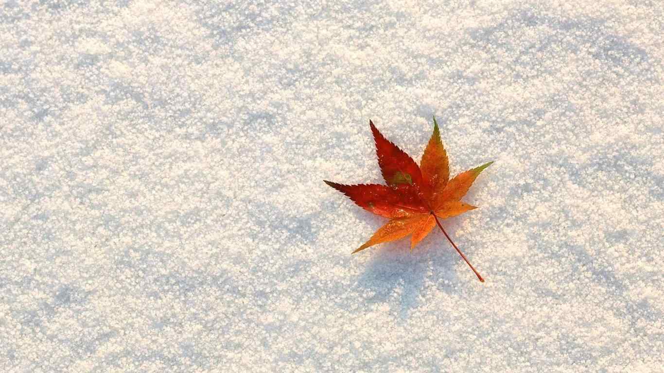 雪地上一片美丽的枫叶图片桌面壁纸