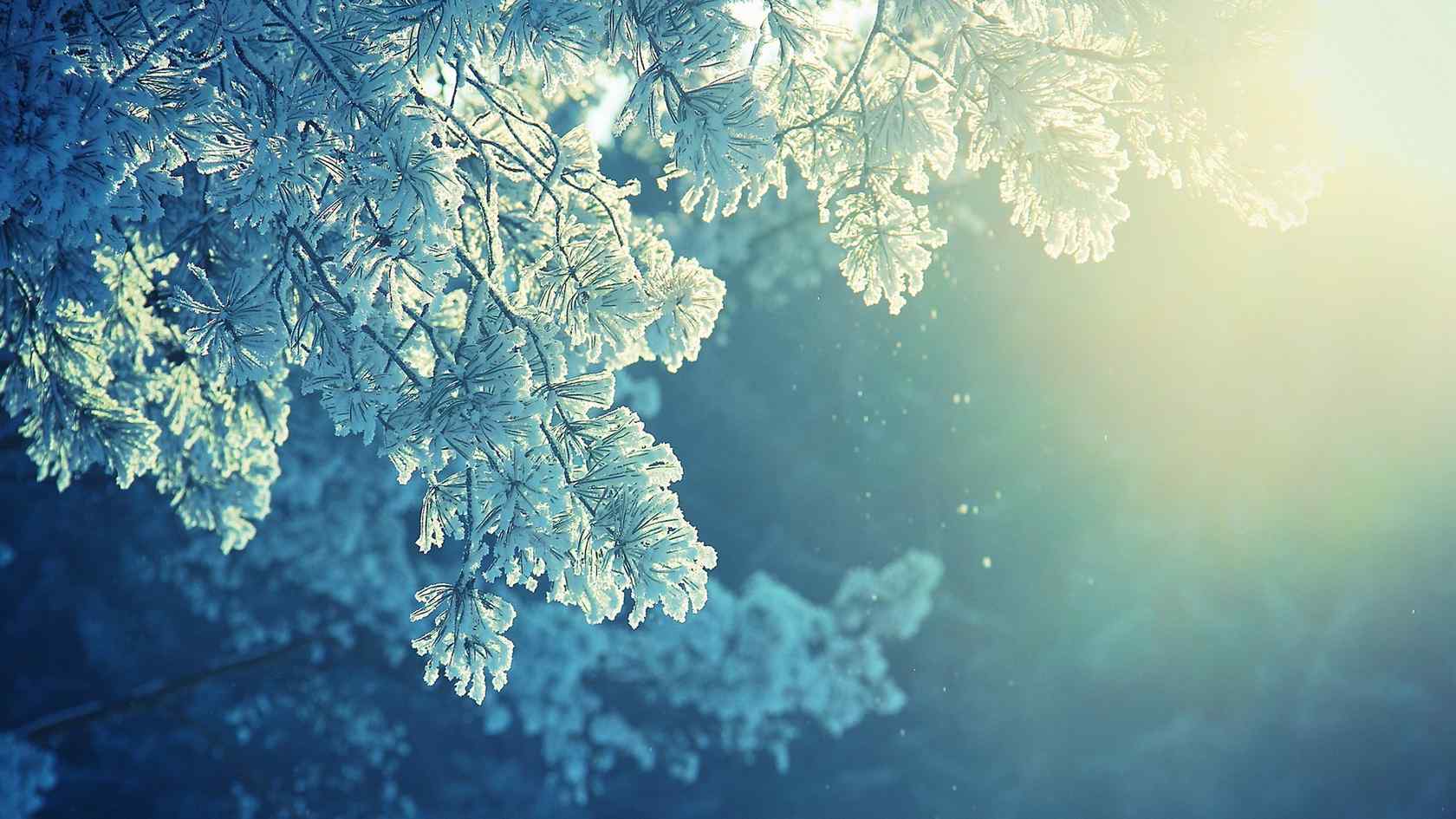 白雪覆盖的树叶图片唯美桌面壁纸