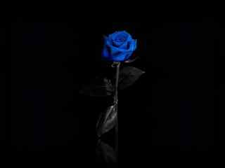 一朵蓝色的带刺玫瑰花图片