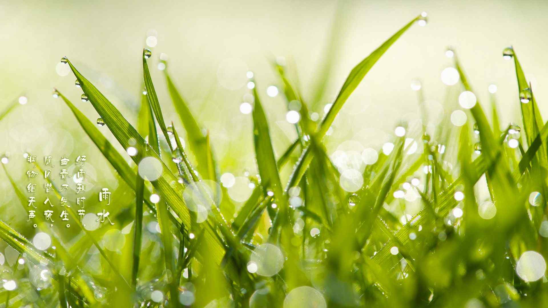 雨水节气-小清新绿色植物