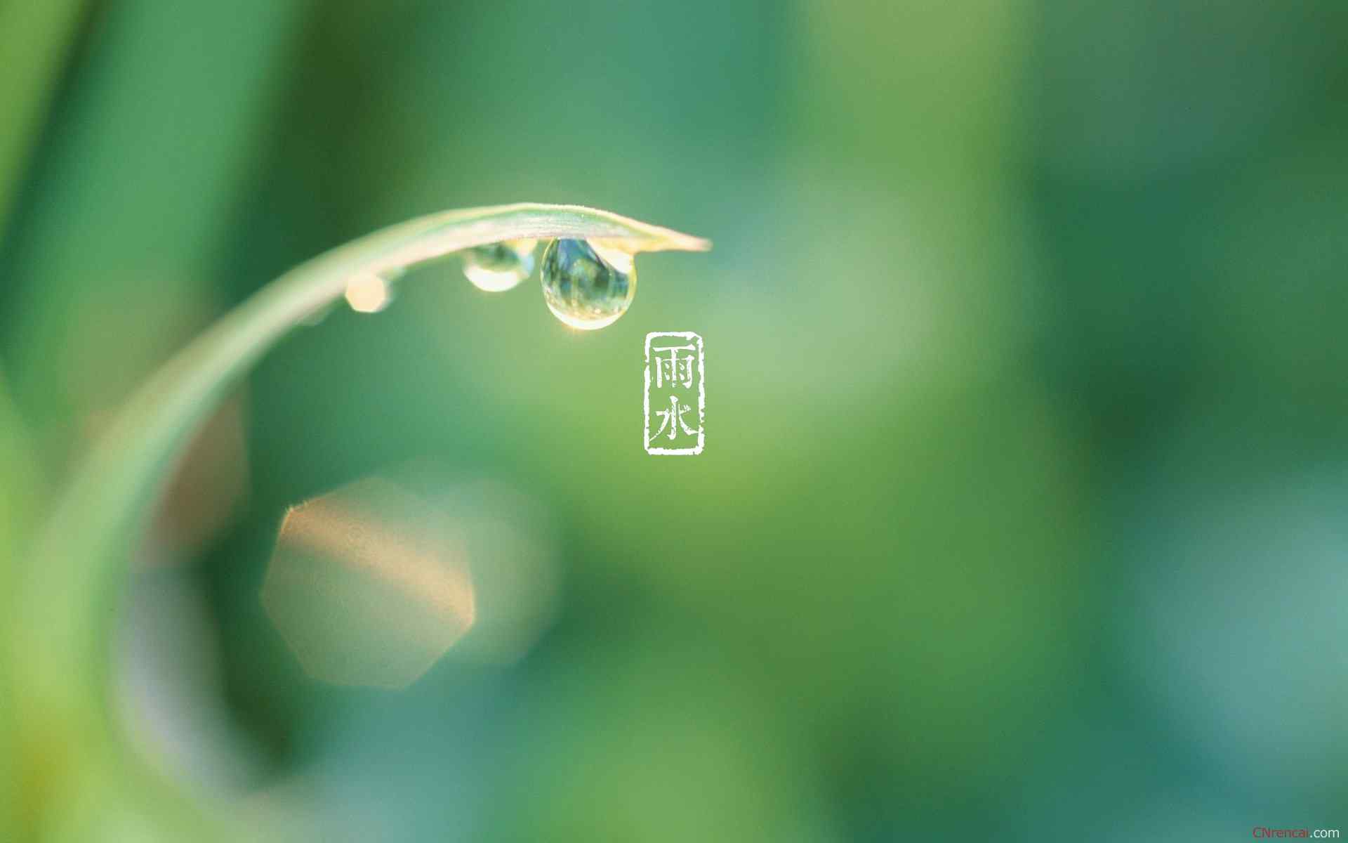 雨水节气-晶莹的小雨滴图片