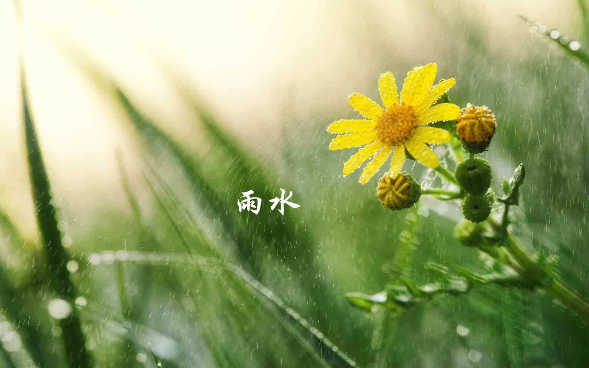 雨水节气-雨中的小花图片