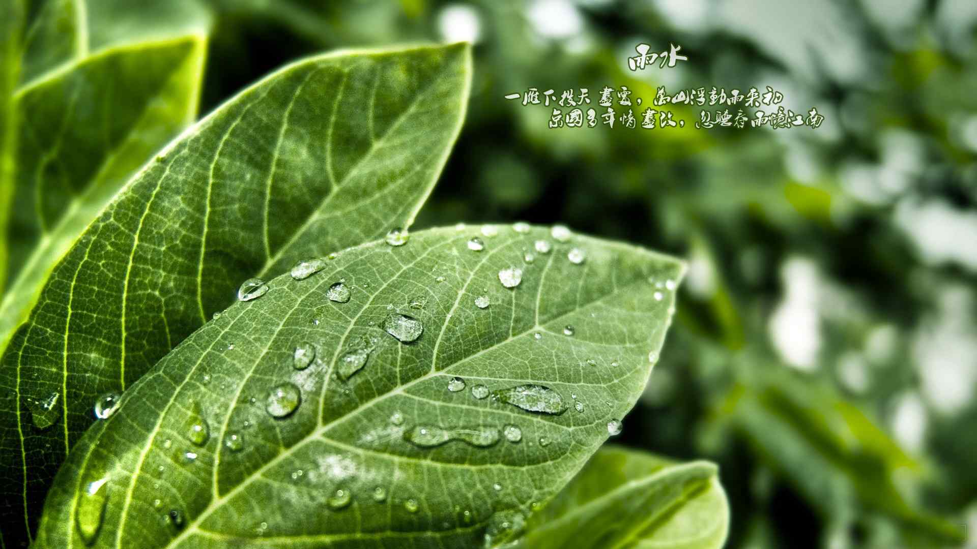 雨水节气-落在绿叶上的雨滴壁纸图片