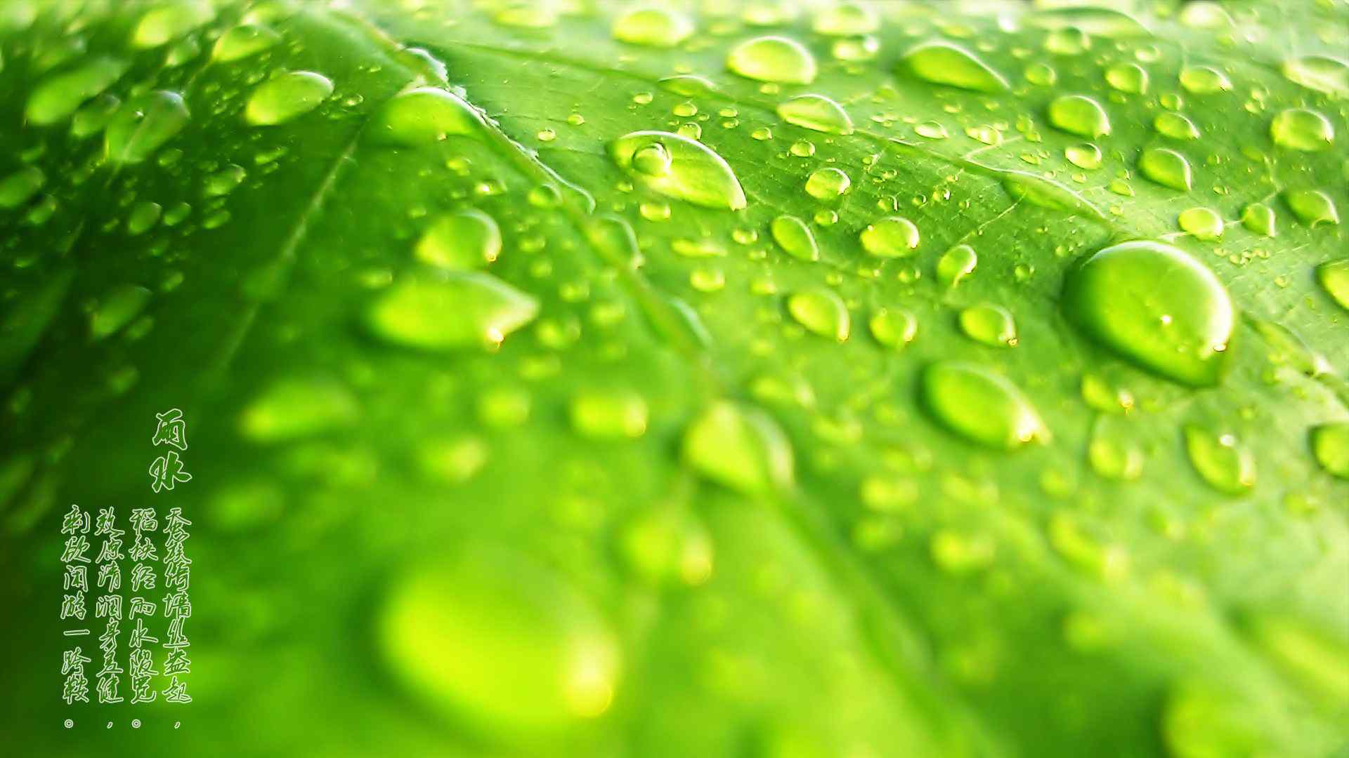 雨水节气-绿色嫩叶上的小水滴