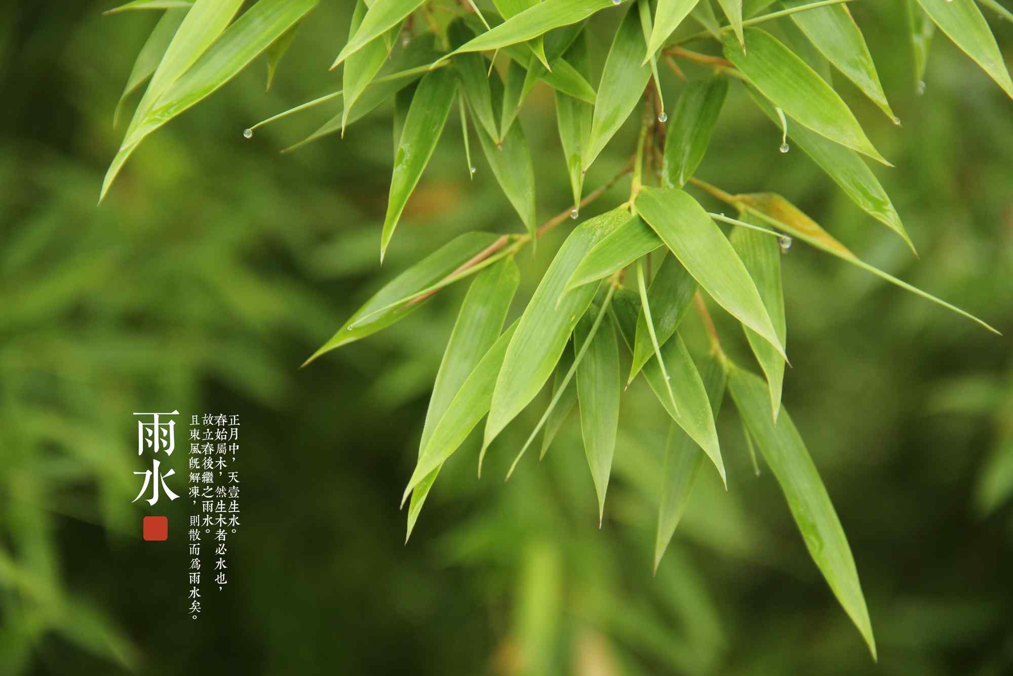 雨水节气-清新鲜嫩的竹叶图片