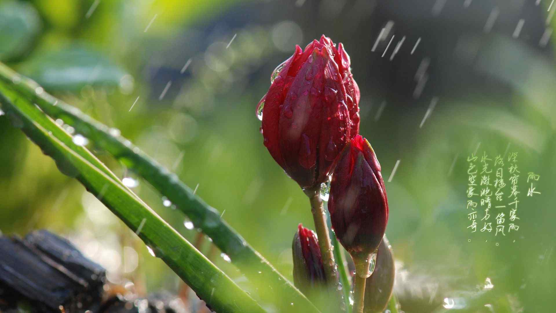 雨水节气-雨水中的花苞图片