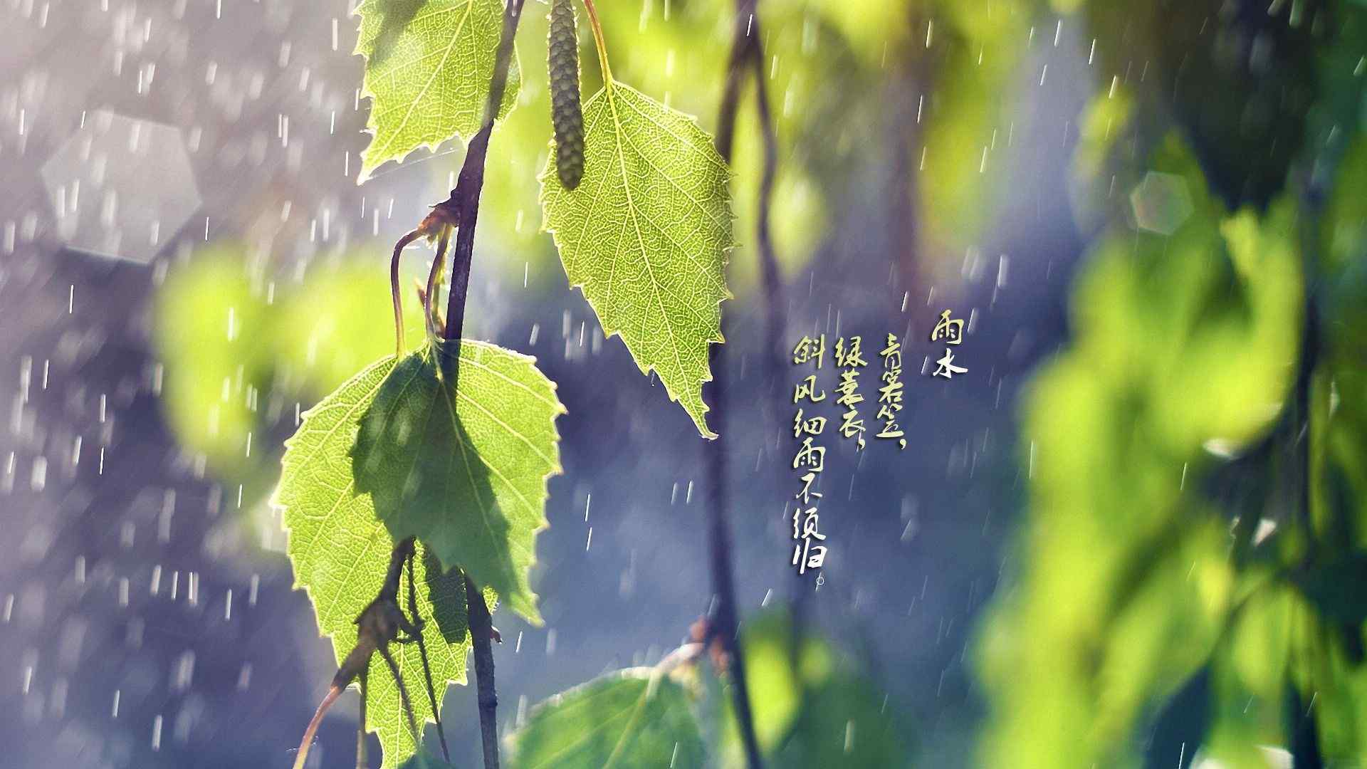 雨水节气-唯美古诗句图片