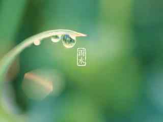 雨水节气-晶莹的小雨滴图片