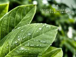 雨水节气-落在绿叶上的雨滴壁纸图片
