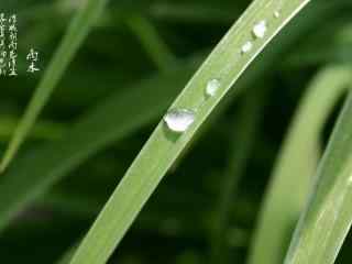 雨水节气-绿叶上的露珠壁纸图片