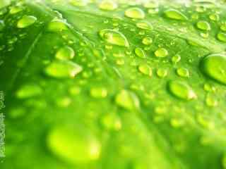 雨水节气-绿色嫩