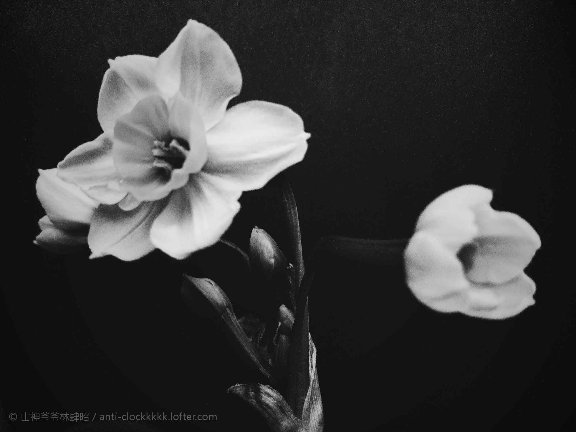 黑白简约水仙花桌面壁纸
