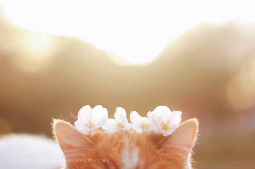 樱花落在小猫咪的头上桌面壁纸