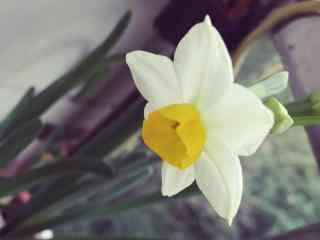 一朵纯白的水仙花