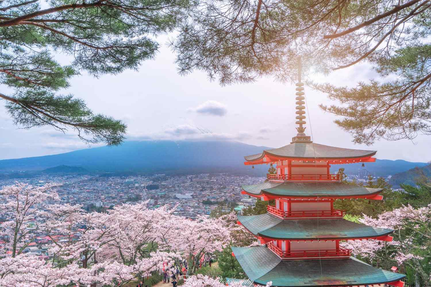 日本神社和樱花树桌面壁纸