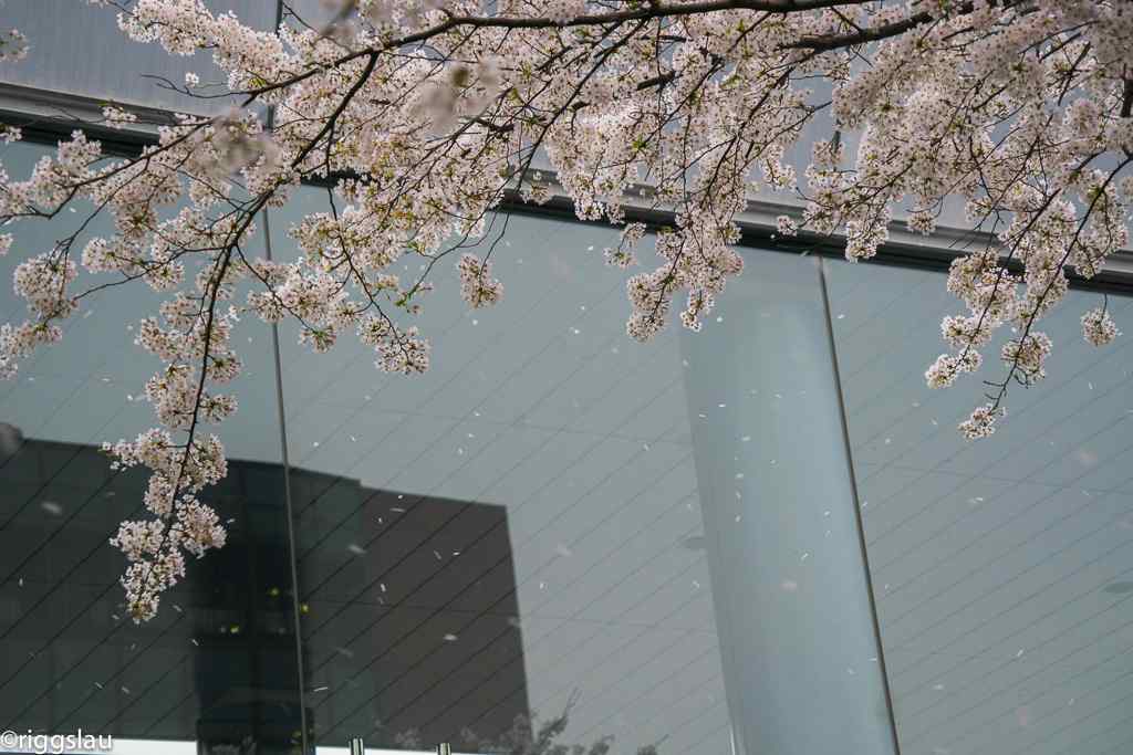 唯美小清新窗外的樱花树桌面壁纸