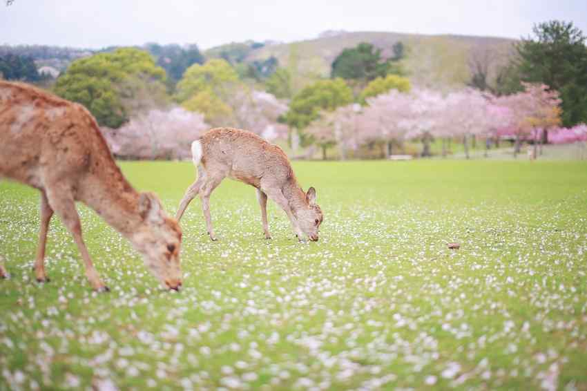 樱花树下的奈良鹿桌面壁纸