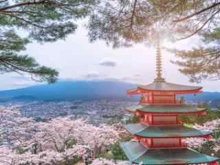 日本神社和樱花树桌面壁纸