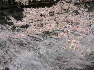 樱花花瓣飘落在河