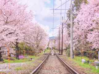 樱花树环绕的铁轨