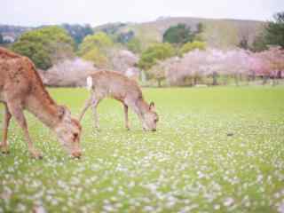 樱花树下的奈良鹿