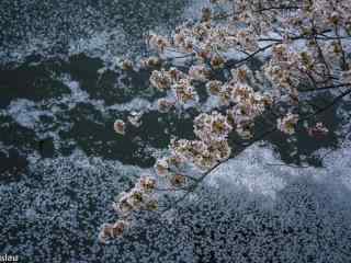 樱花飘落在河流桌面壁纸