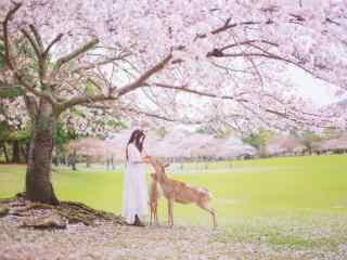 樱花树下的少女喂食奈良鹿桌面壁纸