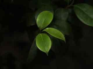 唯美绿色茶花叶子桌面壁纸