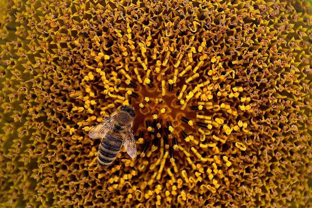 蜂蜜吸取向日葵花蕊桌面壁纸