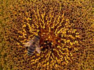 蜂蜜吸取向日葵花