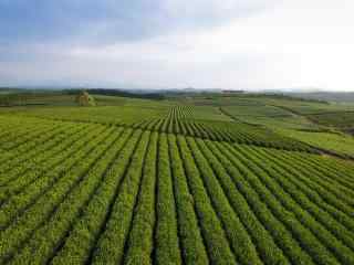 茶文化—绿油油的茶庄园桌面壁纸