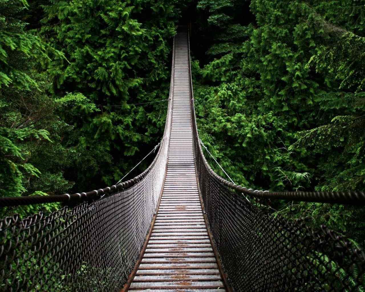 吊桥穿过树林桌面壁纸