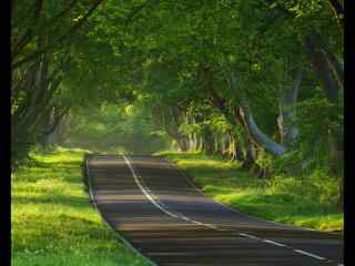公路穿过树林桌面