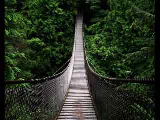 吊桥穿过树林桌面壁纸