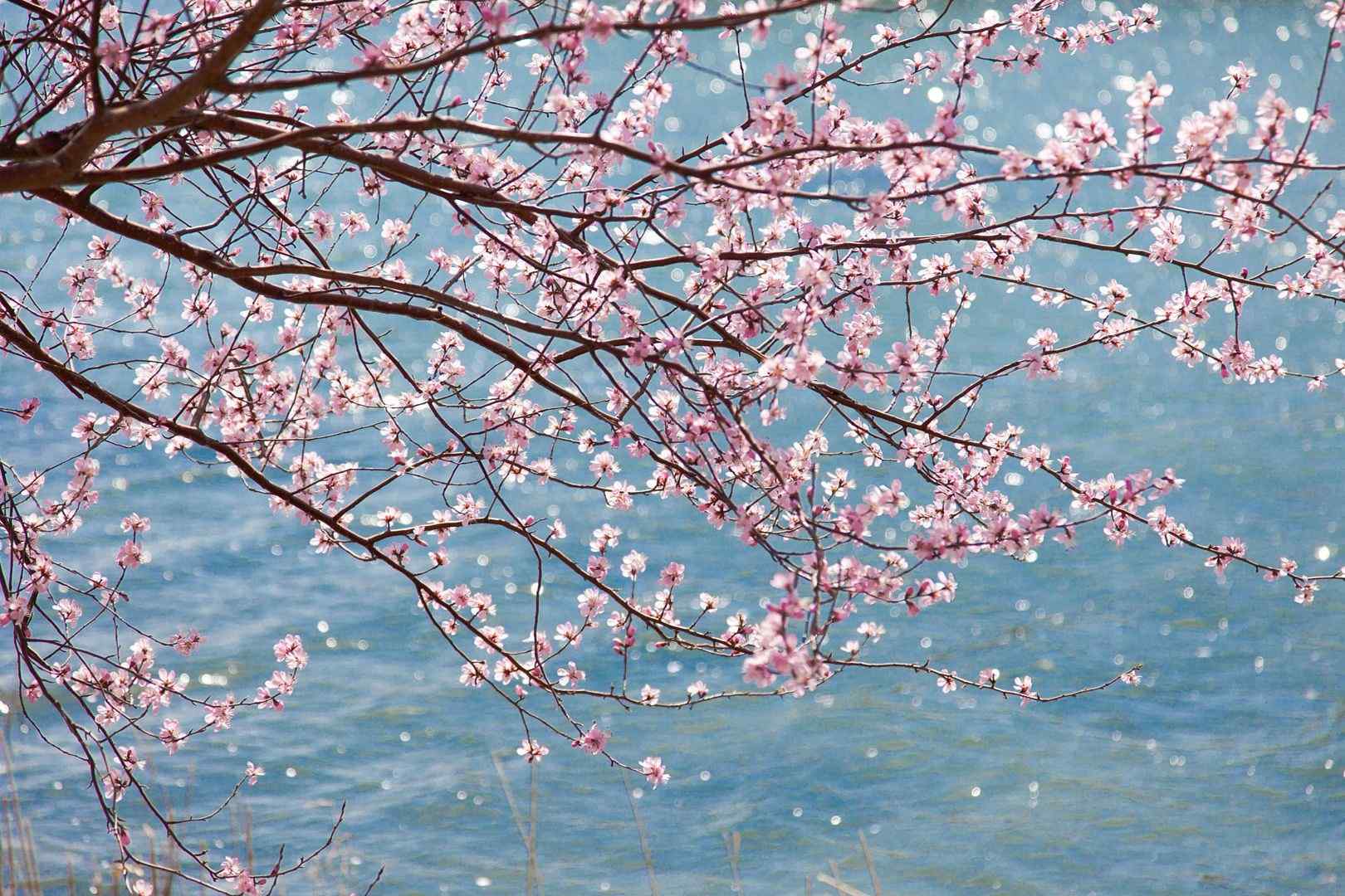 桃花枝条盛开在河面上桌面壁纸