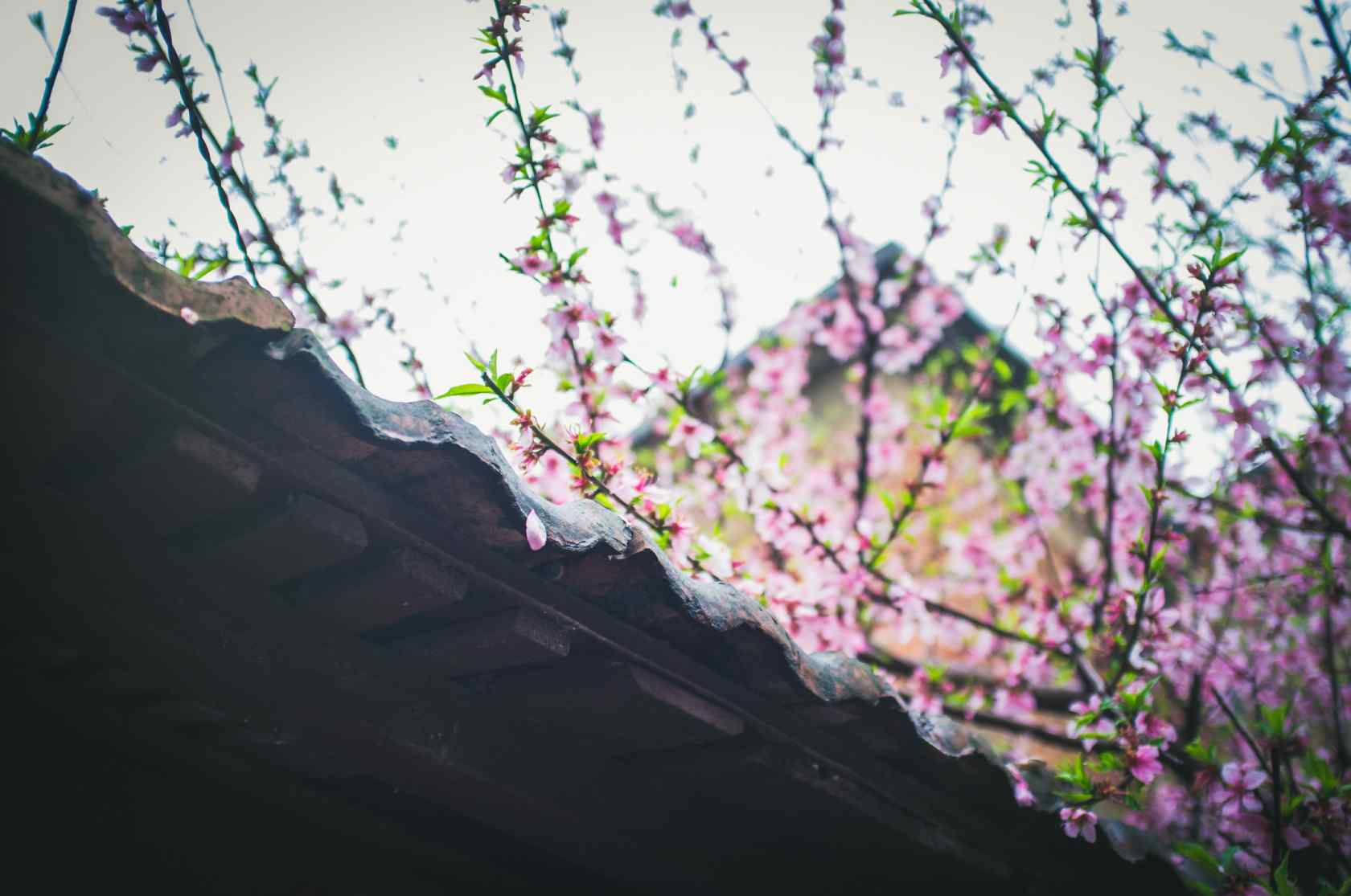 屋檐上的桃花花瓣桌面壁纸
