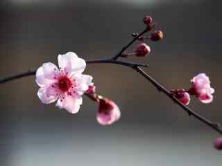 一朵盛开桃花桌面