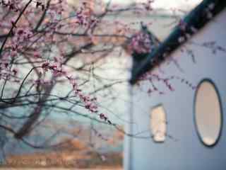围墙内的桃花树桌面壁纸