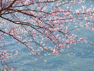 桃花枝条盛开在河面上桌面壁纸