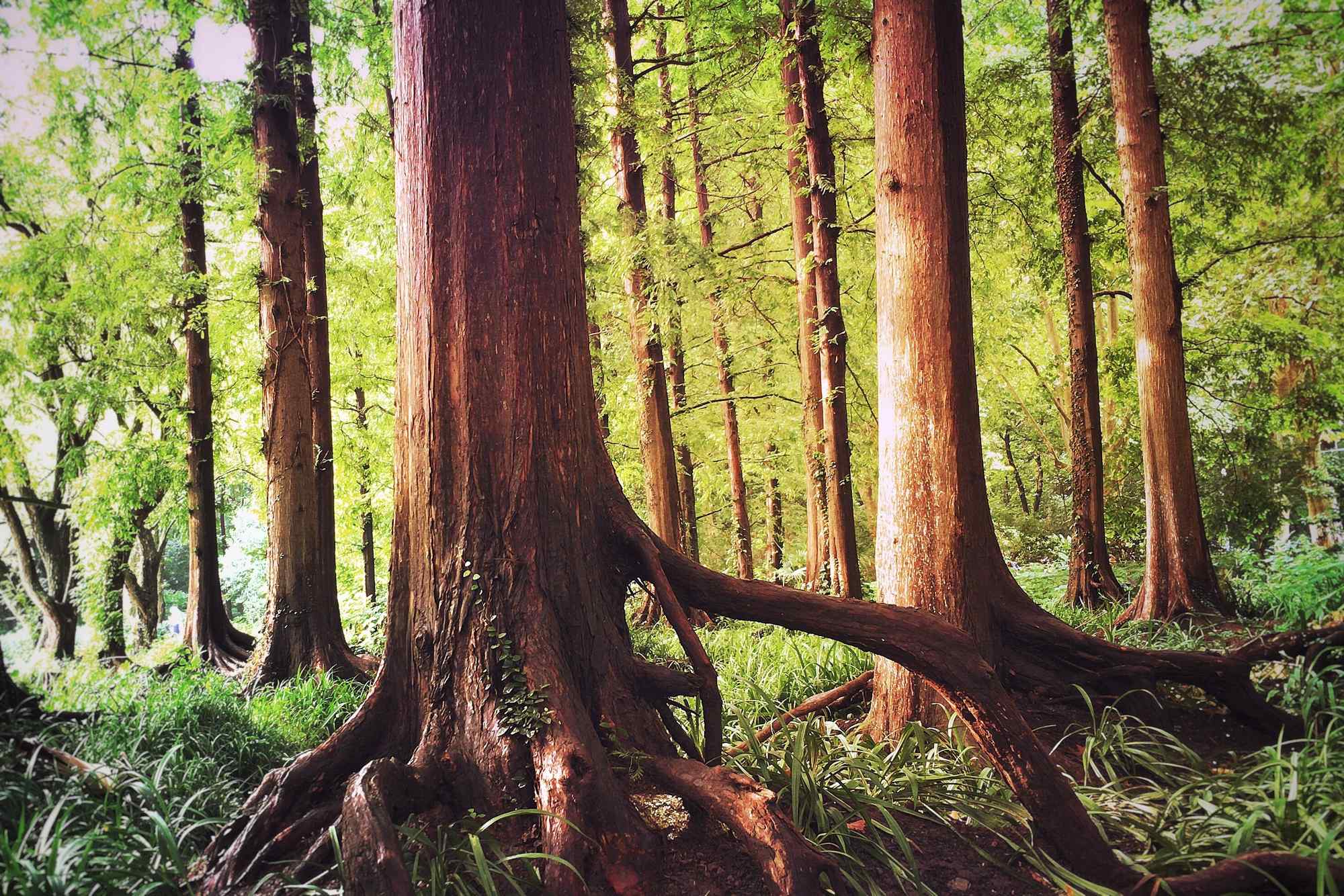 植树节—树林里面强壮的树枝桌面壁纸