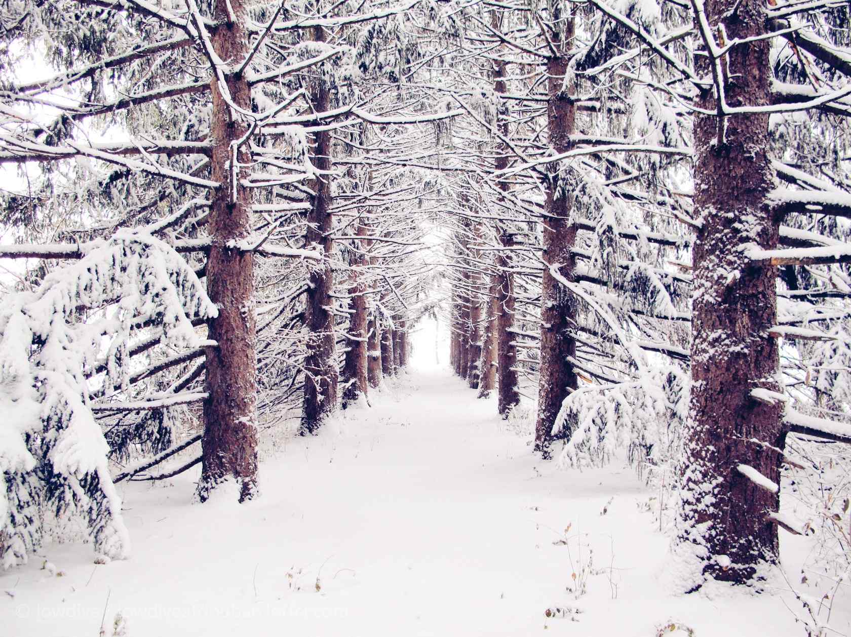 植树节—大雪下的树林桌面壁纸