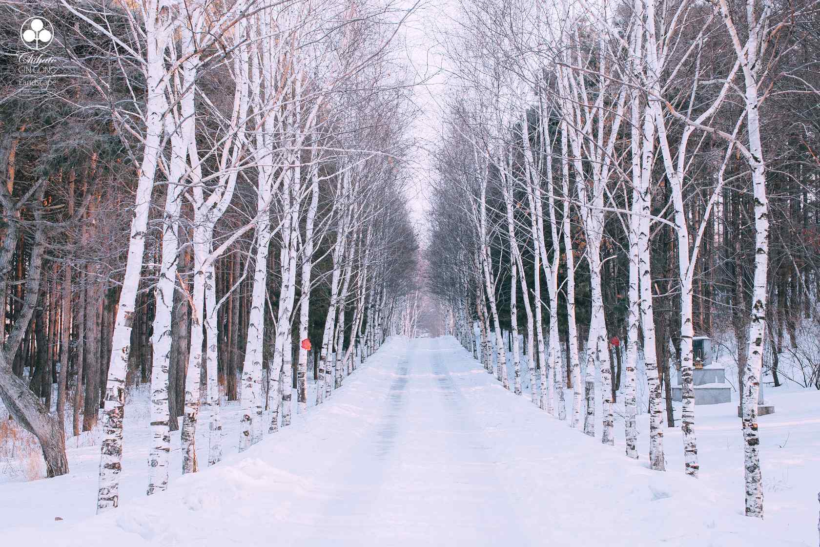 植树节—白雪覆盖了整片树林桌面壁纸