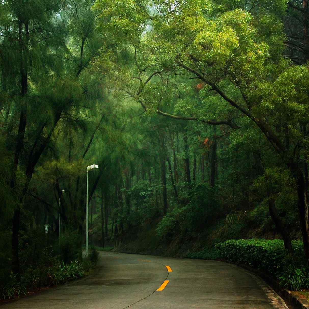 植树节—公路穿过郁郁葱葱的树林桌面壁纸