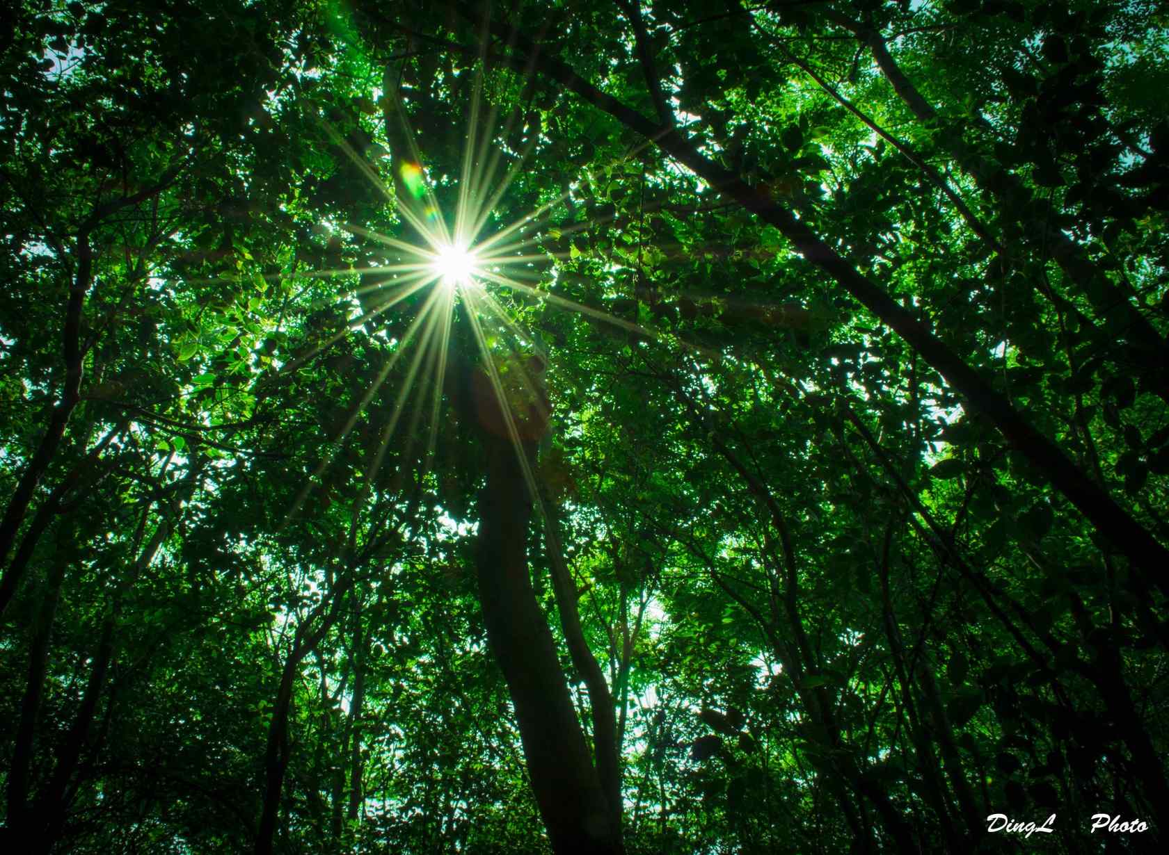 植树节—阳光透过树林照射下来桌面壁纸