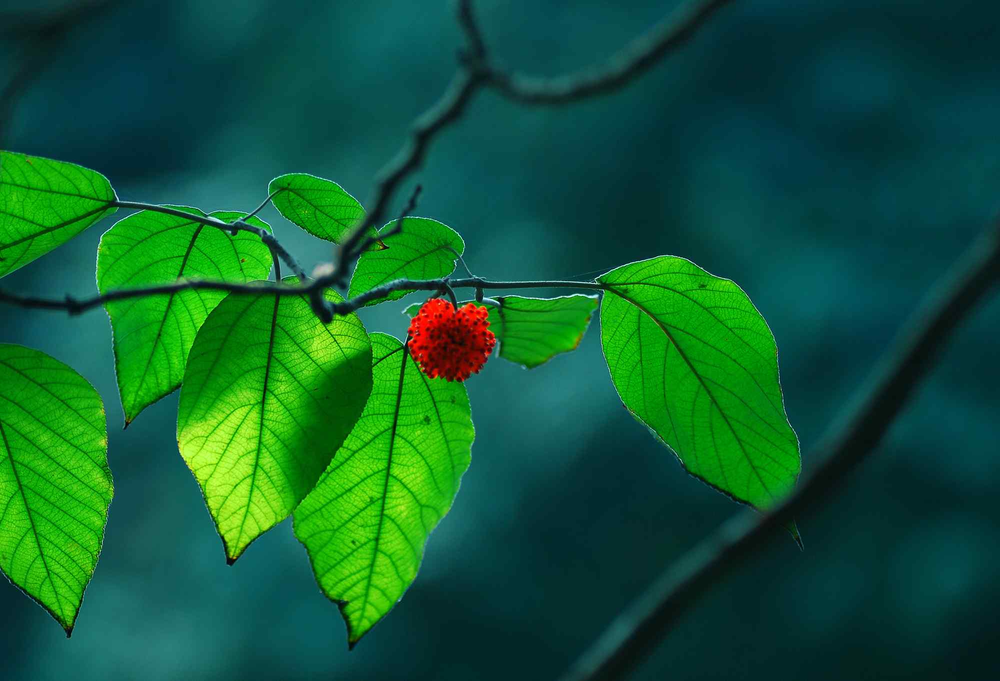 绿色的树叶生长的红果实桌面壁纸