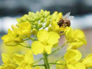 可爱的小蜜蜂与油菜花图片壁纸