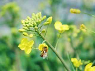 可爱蜜蜂与油菜花
